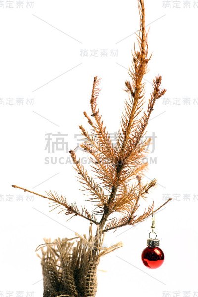死去的圣诞树
