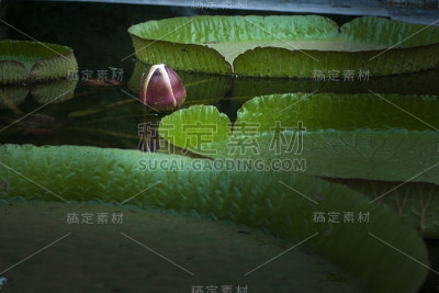 湖里有一株雅鲁泊植物和一朵花
