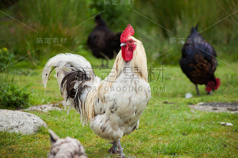 阿兰岛上的小公鸡