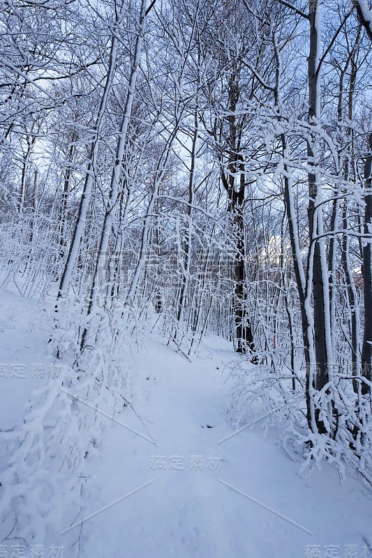 美丽的冬季雪景徒步在森林山幻想树林树木