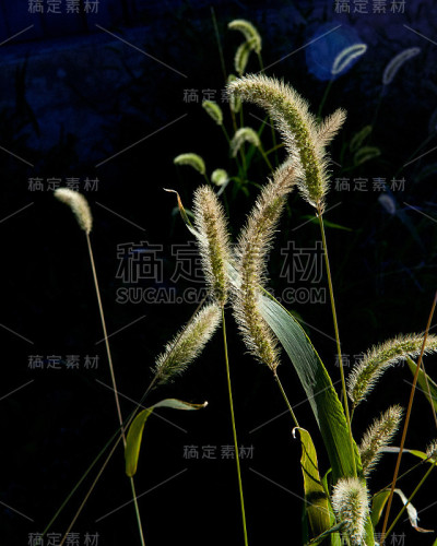 照亮播种草
