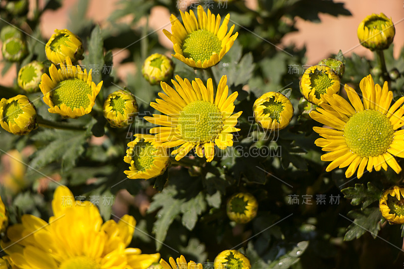 近距离拍摄菊花