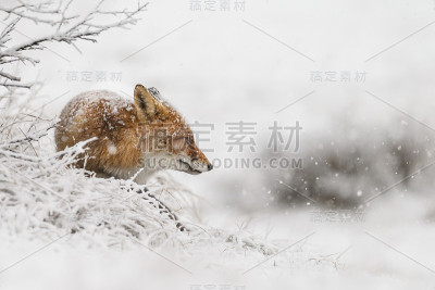 冬天的红狐