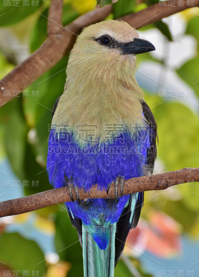 蓝腹辊(Coracias cyanogaster)