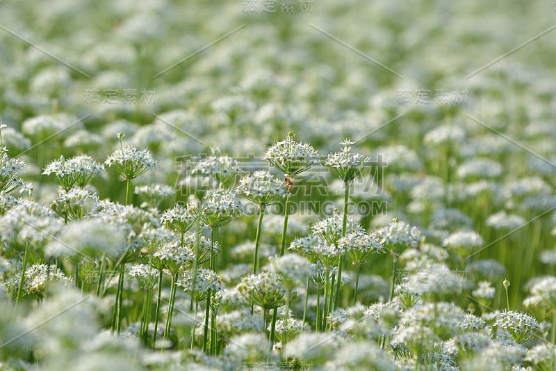 白色的韭菜花