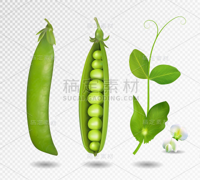 绿豌豆。矢量插图。三维矢量青豆