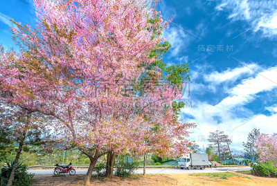 杏树在春天的早晨开花