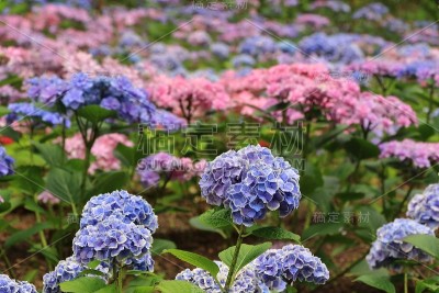日本的绣球花