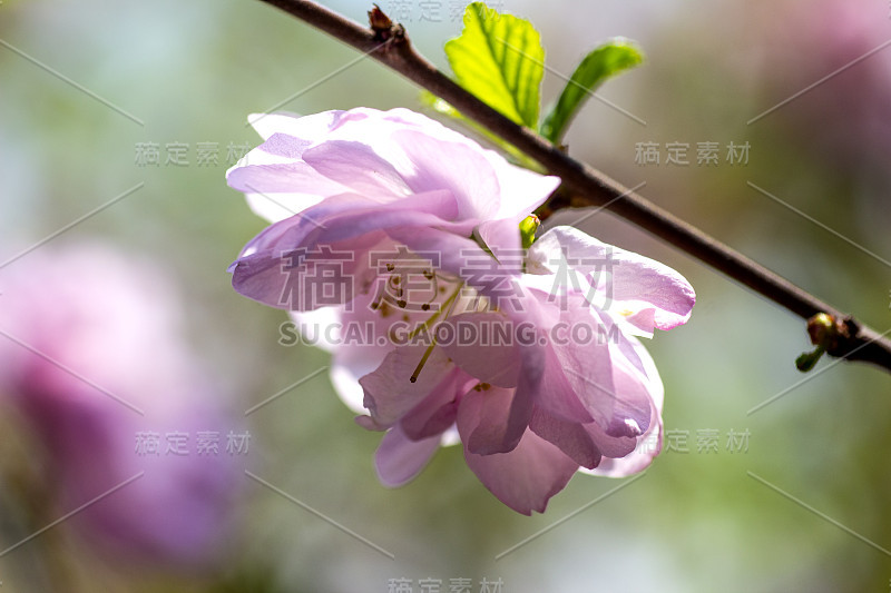 樱花在树枝上靠近。微距拍摄盛开的花朵。