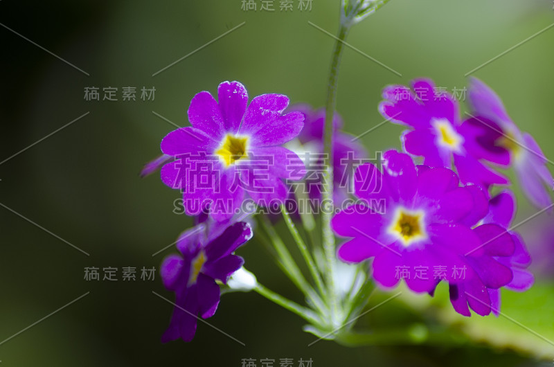 日本美丽的樱草花盛开了