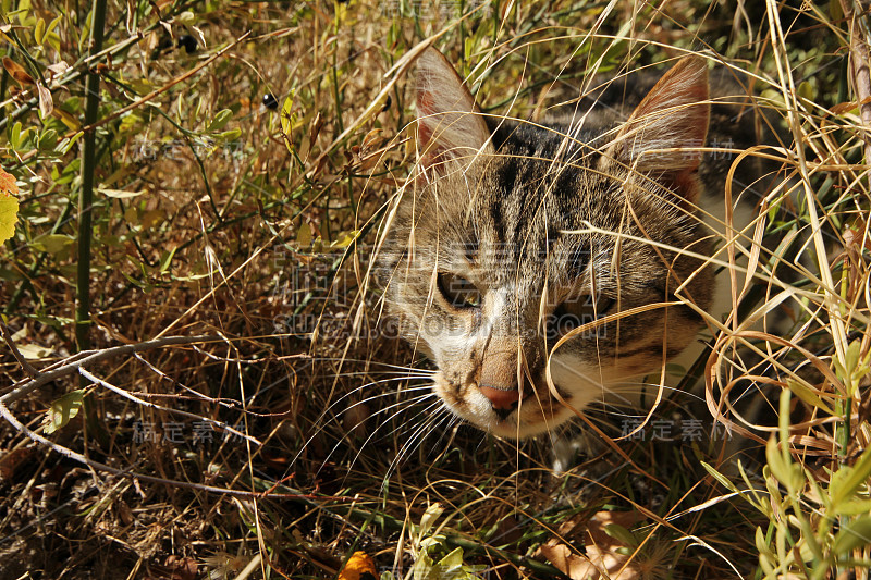 猫在花园里休息