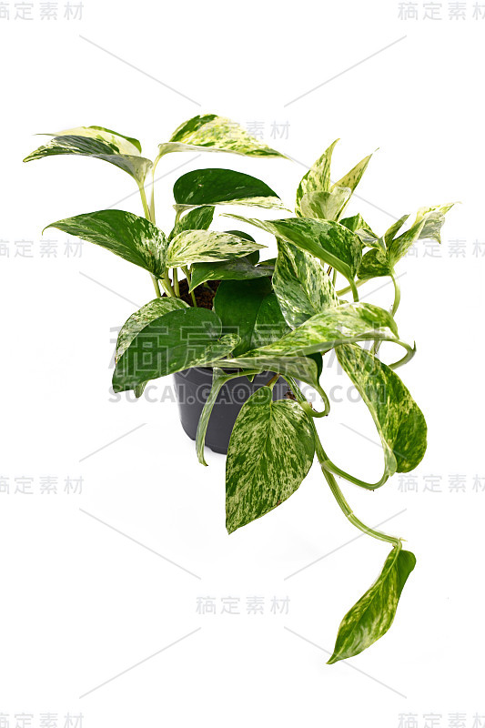 热带“Epipremnum Aureum Marble Queen”盆栽室内植物，孤立在白色背景上