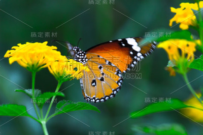虎斑蝶