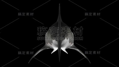 大白鲨被隔离。后角3D渲染