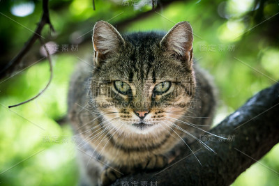 虎斑猫