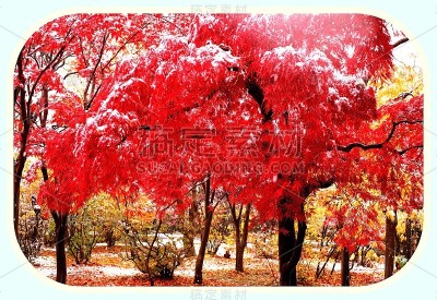明亮的发光
