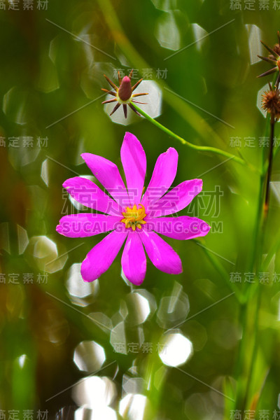 巴特拉姆的沼泽粉花与散焦光环的背景