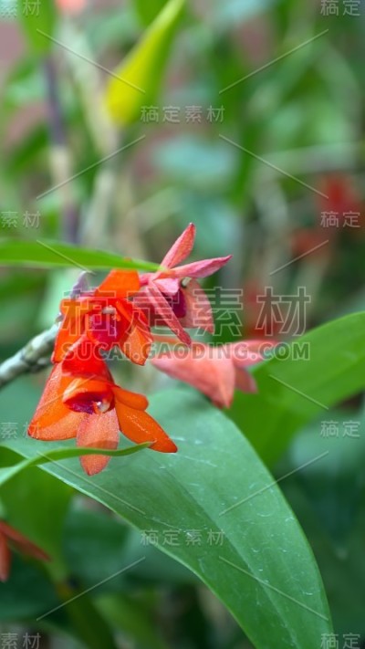 小红兰花