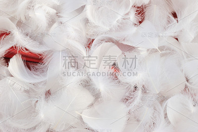 羽毛