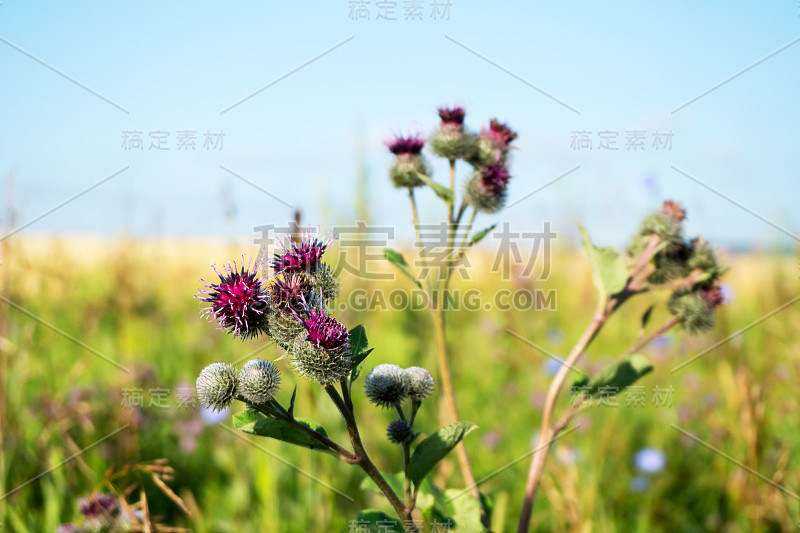 盛开的牛蒡(牛蒡lÃ)特写。紫罗兰红色的花朵映衬着蔚蓝的天空。夏天的风景。