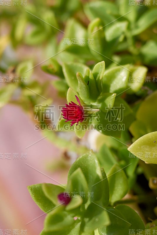 Aptenia cordifolia