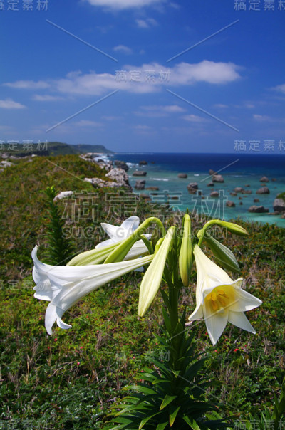 东百合名和平角