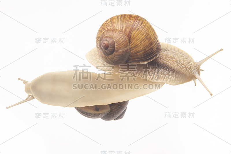 螺旋pomatia。透明玻璃上的蜗牛。软体动物和无脊椎动物。美味的肉和美食。