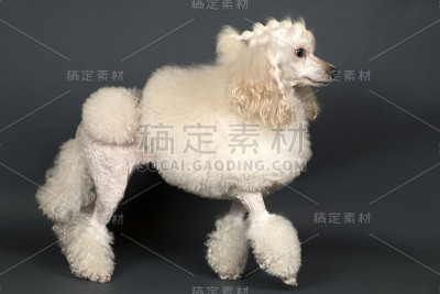 美丽的白色贵宾犬