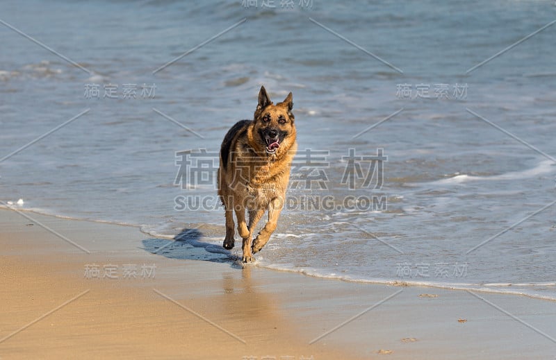 在海滩上奔跑的德国牧羊犬