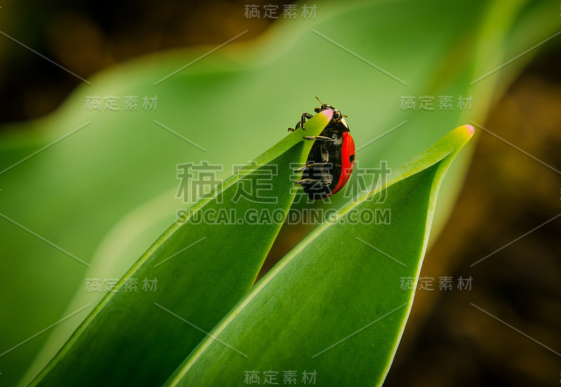 一边是野生红瓢虫，一边是绿草瓢虫