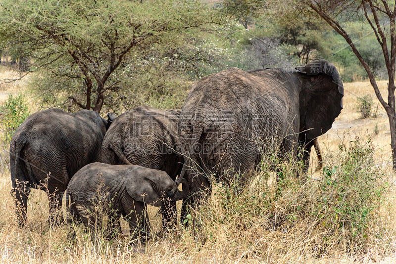 从后面看非洲象群(Loxodonta africana)