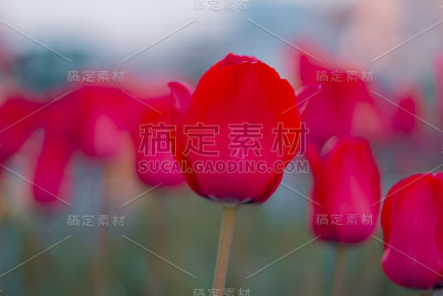 多色的郁金香和水仙花在自然的背景