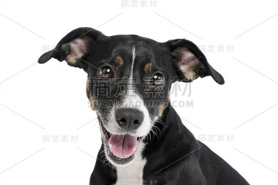 一个可爱的杂种狗的肖像