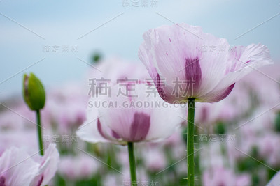 罂粟