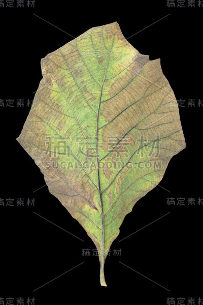 在黑色背景上孤立的干柚木叶子。