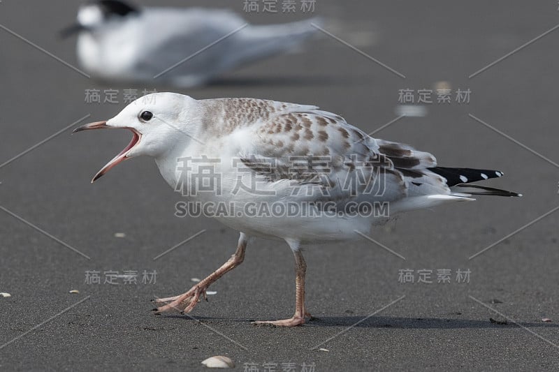 黑条鸥 - 克罗科塞帕卢斯布勒里