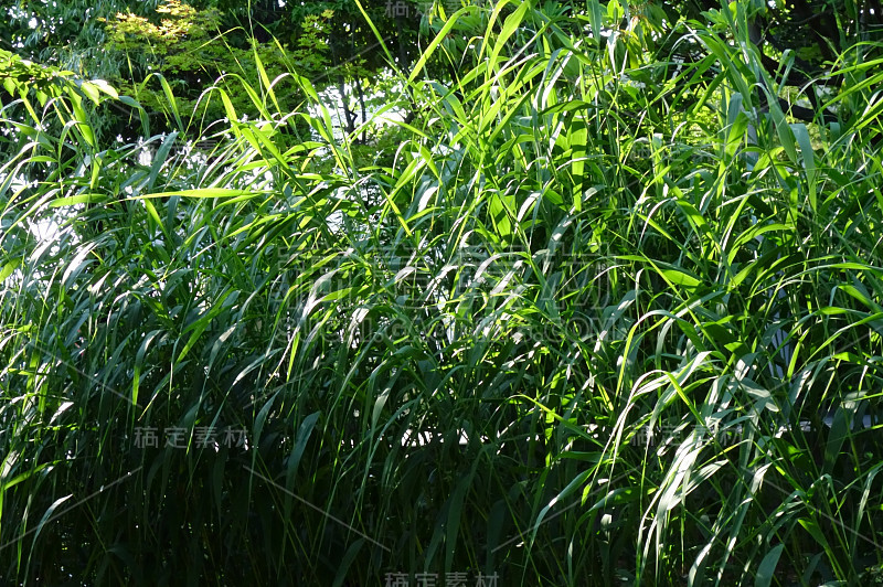 沼泽里的竹叶茂盛
