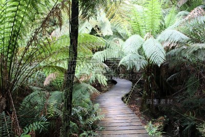 Maits Rest Rainforest Walk
