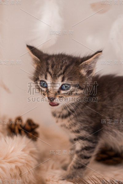 浅色背景上的深色小猫。美丽温柔的小猫，