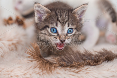 浅色背景上的深色小猫。美丽温柔的小猫，
