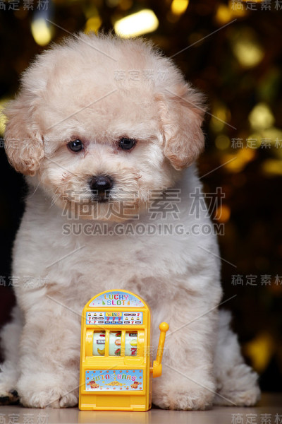 狗老虎机的形象