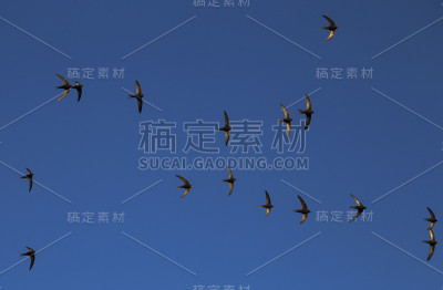 斯威夫特(Apus Apus)。