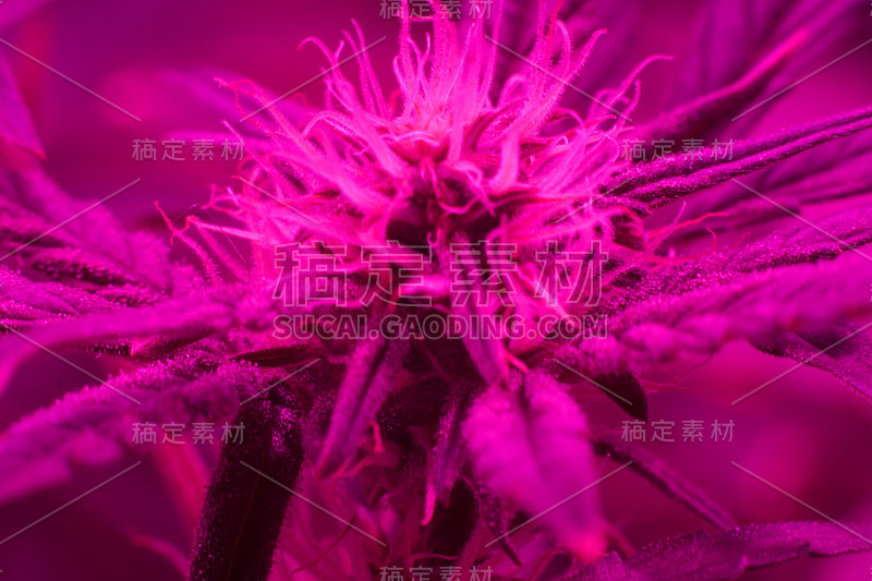 这是大麻开花期间的微距镜头