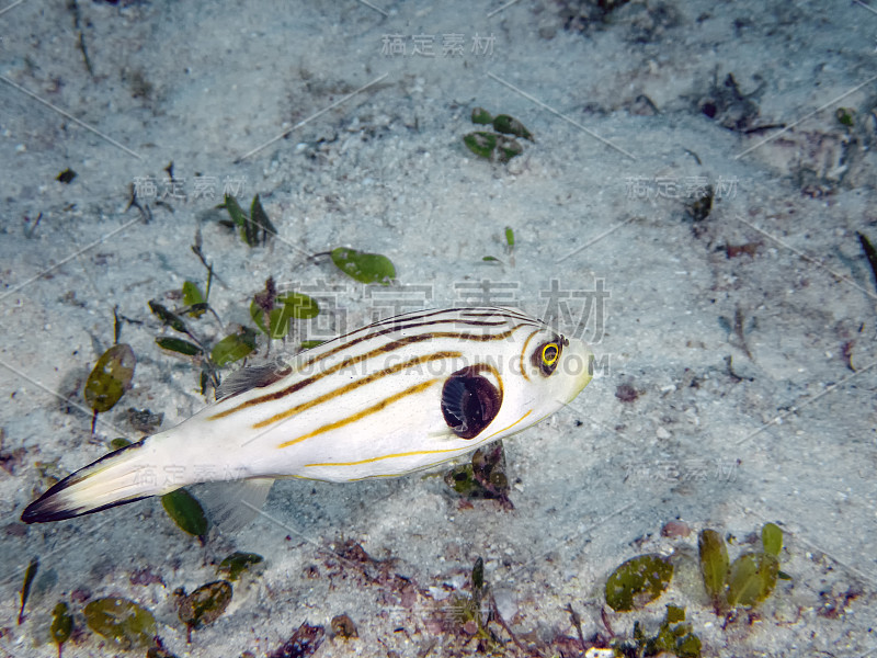 条纹河豚(Arothron manilensis)