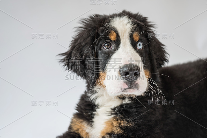 伯恩斯山地犬的小狗头的特写镜头