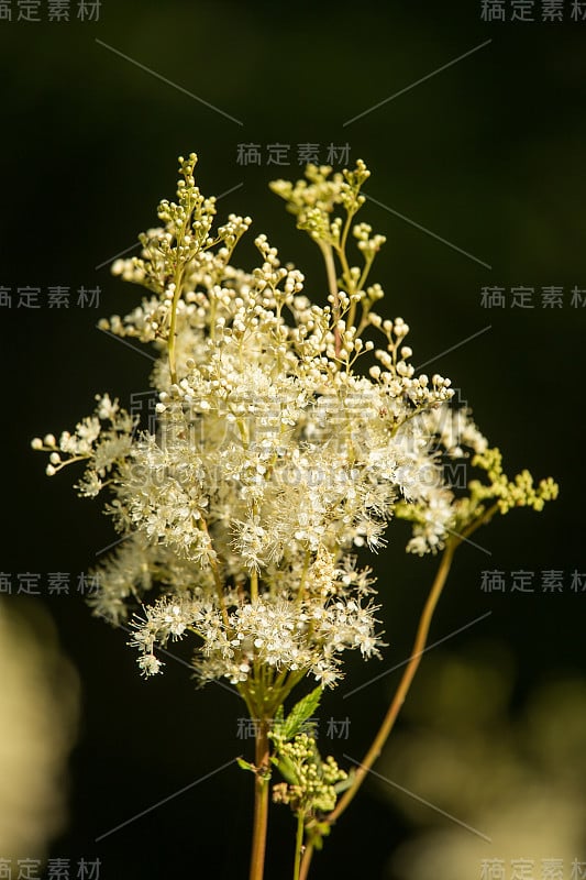 一只美丽高大的filipendula在森林附近开花。放松的花草茶。