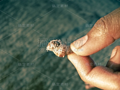 寄居蟹在人类手中