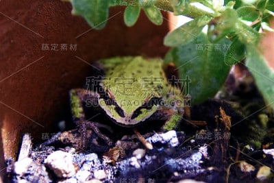 太平洋树蛙