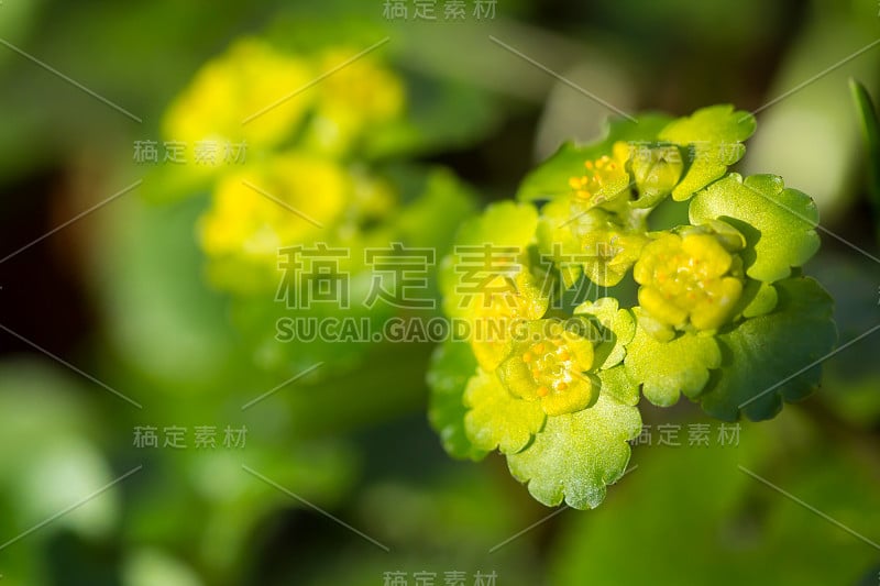 金虎耳草(金虎耳草或金虎耳草)是一种多年生垫状植物，生长于潮湿的环境中，有黄绿色的苞片和无花瓣的黄绿