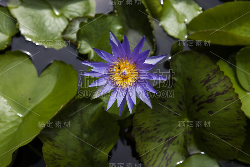 一个紫色的莲花